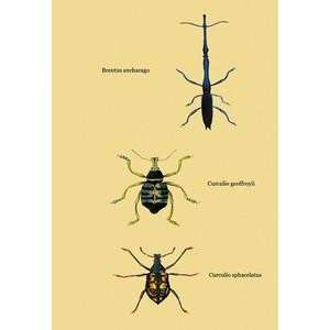   30 stock. Beetles Brentus Anchorago, Curculio Geoffroyii et al. #2
