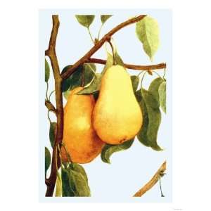  Bartlett Pears Giclee Poster Print, 12x16
