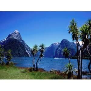 Cabbage Trees at Milford Sound with Mitre Peak in Background at Left 