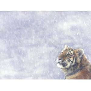  Siberian Tiger Looking Up in Snow Animal Premium Poster 