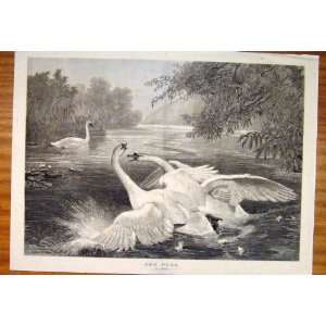  Duel Wolf Fine Art Antique Old Print Swans River Birds 