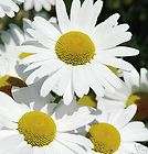 Daisy May Queen 100 Flower Seeds*Butt​erflies*Gr​eat Cuts