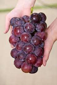 GIANT RED GRAPES *RARE* 5 SEEDS *SWEETEST*e z* #1003  