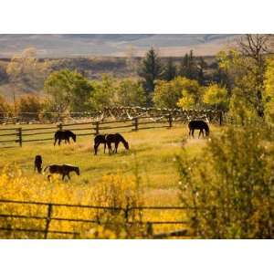  Horses Grazing in the Late Afternoon on the Home Ranch 
