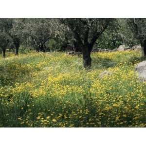  Olive Grove with Wild Flowers, Lesbos, Greece Photographic 