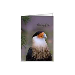  Thinking of You, Crested Caracara Bird Card Health 