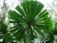 Licuala ramsayi Australian Fan Palm 3+ years old Tree  