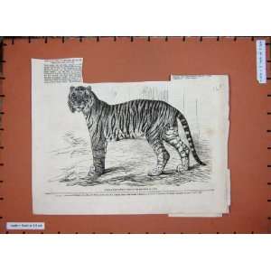  1859 Junglar Fighting Tiger King Oude Wild Animal