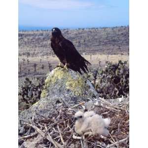  Galapagos Hawk, with Chick on Nest, Galapagos Premium 