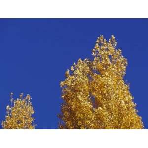 Russet Orange Poplar Tree Leaves against an Indigo Sky During Fall 