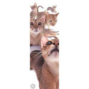  HanaDeka   Cats Abyssinians