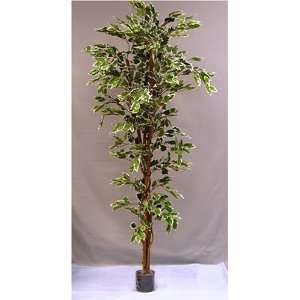  Silk Trees, Ficus GRWH   6 ft.