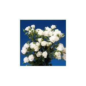 White Spray Roses 180 Grocery & Gourmet Food