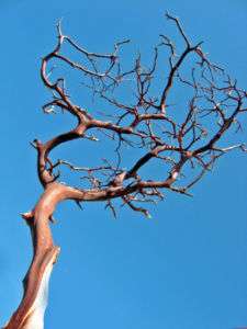 Natural Manzanita Branches Reddish Brown 24” 36” tall  
