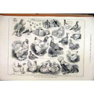   1883 Poultry Pigeons Show Crystal Palace Duck Cockerel