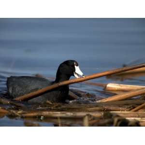  American Coot, Fulica Americana, with Material to 