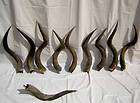 10 African Kudu horns for sale to make shofars # KF 113
