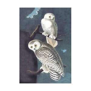  Snowy Owl 12x18 Giclee on canvas