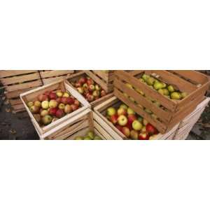  Harvested Apples in Wooden Crates, Weinsberg, Baden 