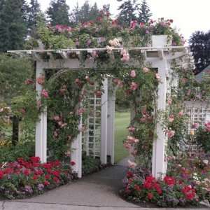  Elaborate White Wood Arch Covered by Pink Climbing Rosa 