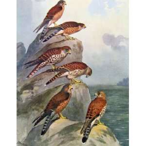  Eagles Hawks & Falcons Seychelles Kestrel Color Plate 