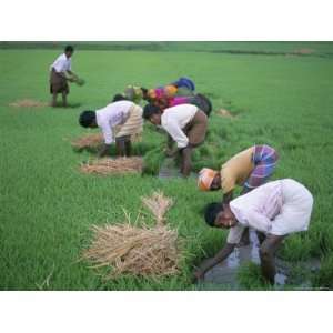 Rice Paddy Fields and Agricultural Workers, Karnataka, India Stretched 