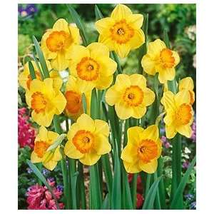  Daffodil   Large Cup   Delibes Patio, Lawn & Garden