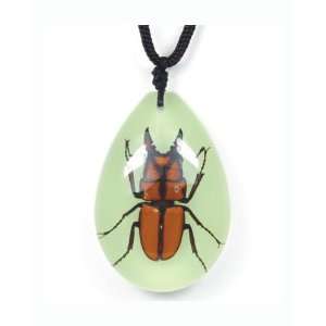 Real Insect Necklace Golden Stag Beetle (big/glow)