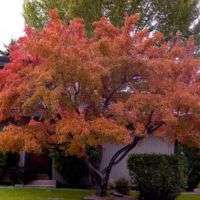 Acer tataricum   10 semi   BONSAI   Acero Tartaro Rosso  