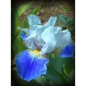  Altruist Tall Bearded Iris Rhizome Iridaceae 1 Bulb 