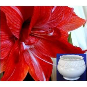  Amaryllis Red Peacock in a Beaded Pot Patio, Lawn 