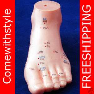 Acupuncture Human Foot Study Display Model 5 and Guide  