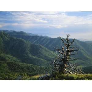  Twisted Tree in Lush Landscape, Bear River Range, Cache 