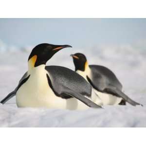  Penguin Sliding on Ice. Snow Hill Island Colony, Antarctica Animal 