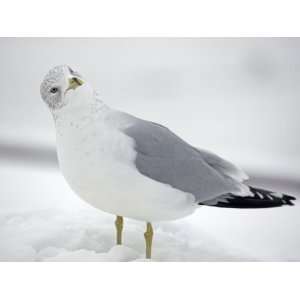 Ring Billed Gull, Larus Delawarensis, Standing in Snow Photographic 