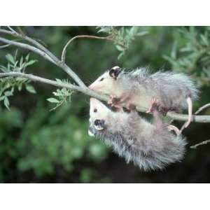  Opossum, Didelphis Species, Two Young Playing in Tree 