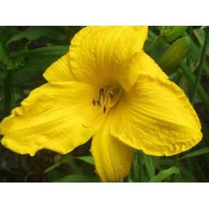  Daylily Creamy Yellow (Hemerocallis) Patio, Lawn & Garden