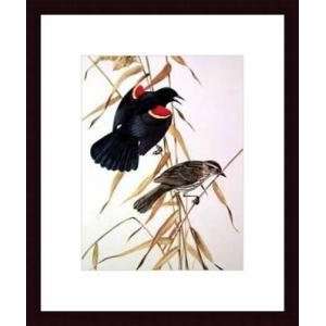   Winged Blackbird   Artist Roger Tory Peterson  Poster Size 16 X 12