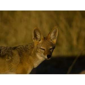 Black Backed Jackal, Canis Mesomelas, Looking at the Camera Stretched 
