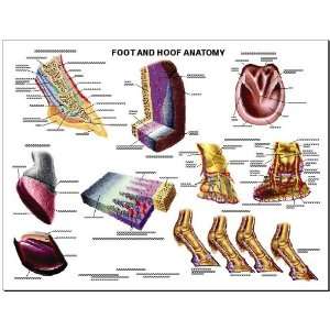 Equine Foot and Hoof Anatomy Chart Horse  Industrial 
