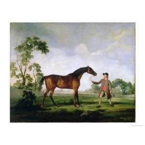  The Duke of Ancasters Bay Stallion Spectator, Held by a 