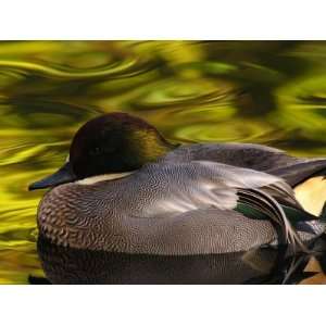  Green Winged Teal Rests in a Pond with Water Reflecting 