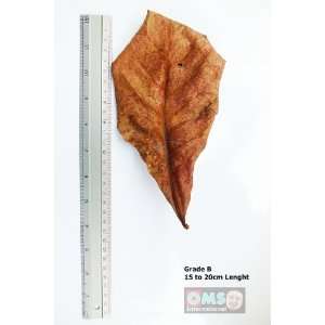  Indian Almond Leaves for Fish Tank (Grade B, 15 to 20cm 
