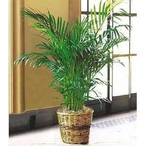 10 Areca Silk Palm Tree Seeds Patio, Lawn & Garden