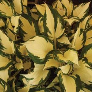  Hosta Loyalist Patio, Lawn & Garden