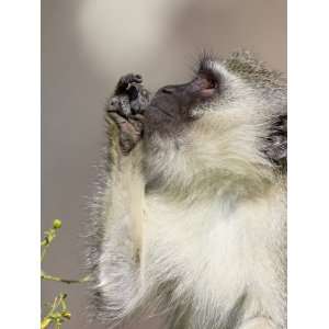  Vervet Monkey, Kruger National Park, South Africa, Africa 