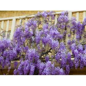  Wisteria Blooming in Spring, Sonoma Valley, California 