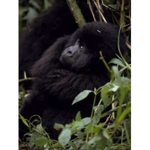 Endangered Mountain Gorilla Peers Through the Rainforest 