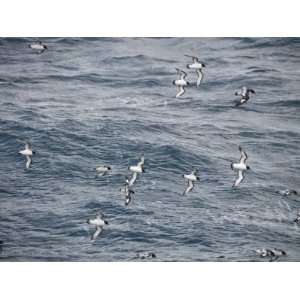  Cape Petrels Flying in the Drakes Passage, Argentina, South America 