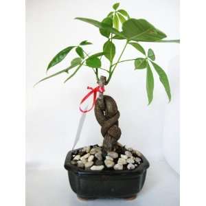 9greenbox   Live Happy Twist Plants Money Tree Into 1 Pachira with 
